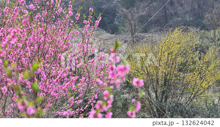 満開の花桃とレンギョウ　早春の花桃の里　東秩父村 132624042