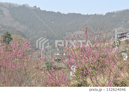 満開の花桃 早春の花桃の里 東秩父村 満開の花桃 早春の花桃の里 東秩父村 132624046