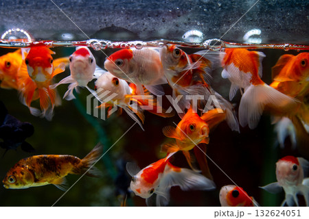 弥富の金魚 132624051