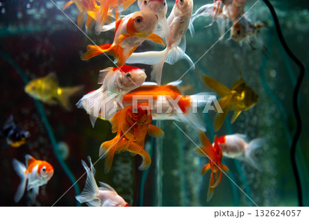 弥富の金魚 弥富の金魚 132624057