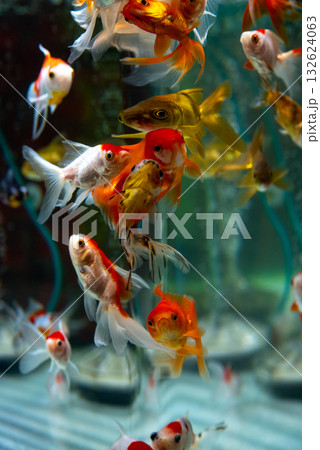 弥富の金魚 弥富の金魚 132624063