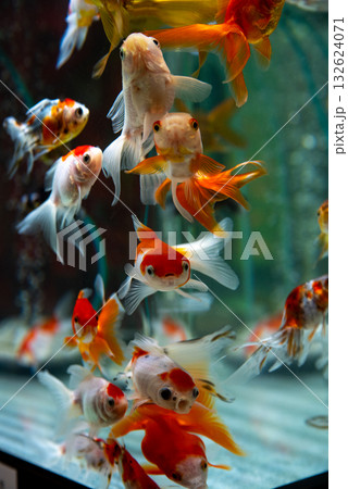 弥富の金魚 弥富の金魚 132624071