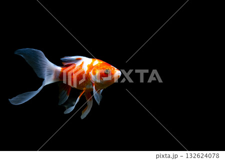 弥富の金魚 132624078