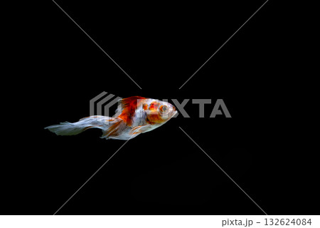 弥富の金魚 弥富の金魚 132624084