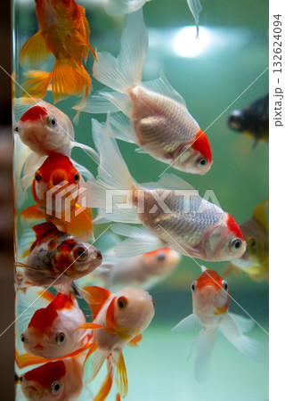 弥富の金魚 弥富の金魚 132624094