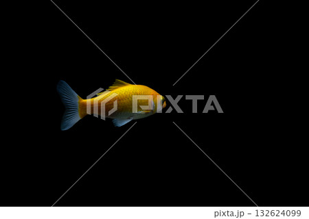 弥富の金魚 132624099