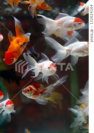 弥富の金魚 弥富の金魚 132624104