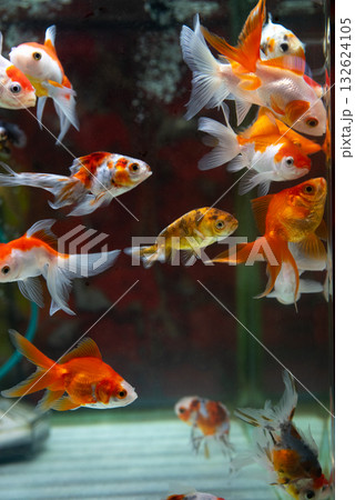 弥富の金魚 弥富の金魚 132624105