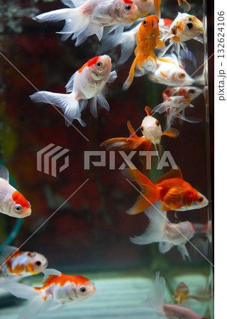 弥富の金魚 132624106