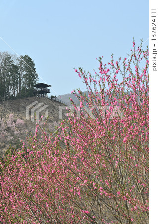 満開の花桃と展望台　早春の花桃の里　東秩父村 132624111
