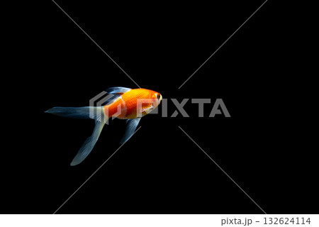 弥富の金魚 132624114