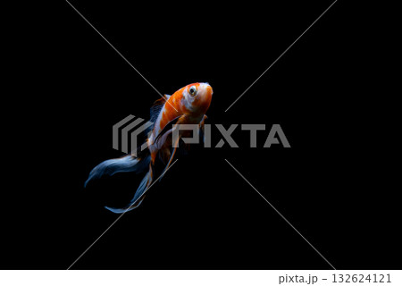 弥富の金魚 弥富の金魚 132624121