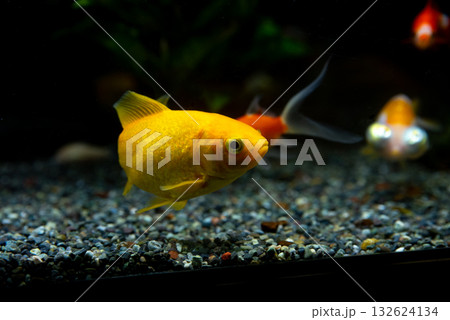 弥富の金魚 弥富の金魚 132624134