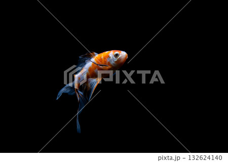 弥富の金魚 132624140