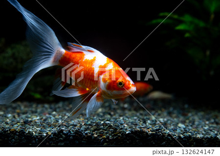 弥富の金魚 弥富の金魚 132624147