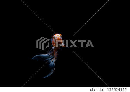 弥富の金魚 132624155