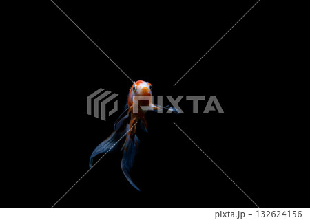 弥富の金魚 132624156