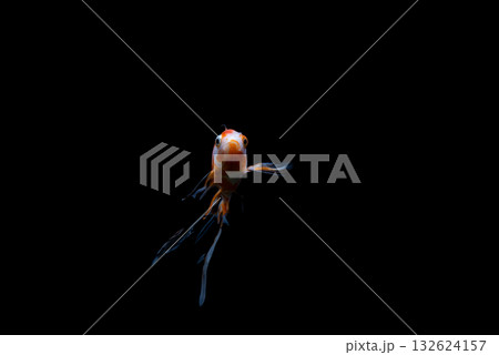 弥富の金魚 132624157