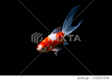 弥富の金魚 132624168