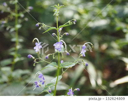 カリガネソウ 132624809