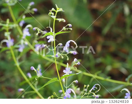 カリガネソウ カリガネソウ 132624810