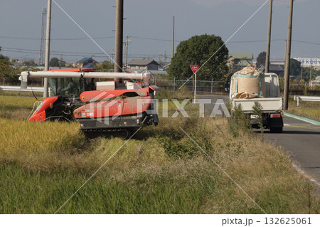 水稲の再生二期作 水稲の再生二期作 132625061