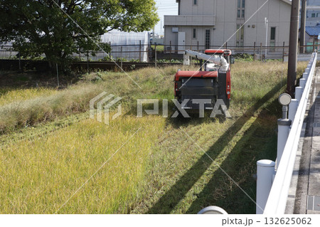 水稲の再生二期作 水稲の再生二期作 132625062