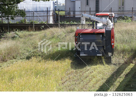 水稲の再生二期作 水稲の再生二期作 132625063