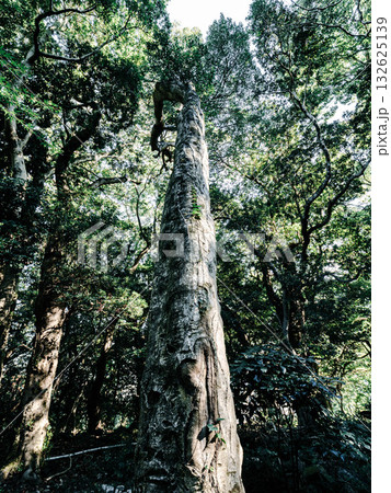 神戸市東灘区岡本の高台にある保久良神社の周辺 鬱蒼とした森で森林浴 神戸市東灘区岡本の高台にある保久良神社の周辺 鬱蒼とした森で森林浴 132625139