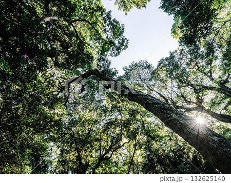 神戸市東灘区岡本の高台にある保久良神社の周辺　鬱蒼とした森で森林浴 132625140