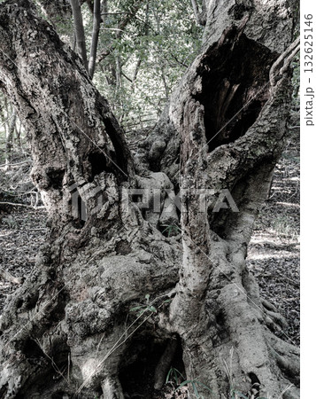 神戸市東灘区岡本の高台にある保久良神社の周辺　鬱蒼とした森で森林浴 132625146