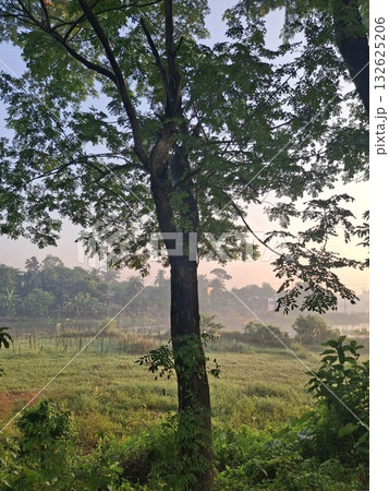 A solitary tree stands tall in a misty field at sunrise, with soft light illuminating the landscape A solitary tree stands tall in a misty field at sunrise, with soft light illuminating the landscape 132625206