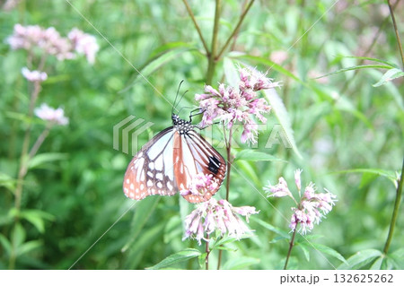 羽を広げてフジバカマに止まっているアサギマダラ 羽を広げてフジバカマに止まっているアサギマダラ 132625262