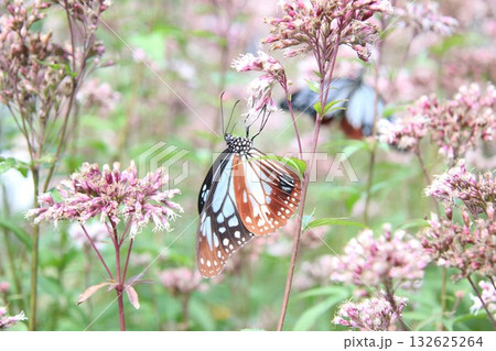 羽を広げてフジバカマに止まっているアサギマダラ 132625264