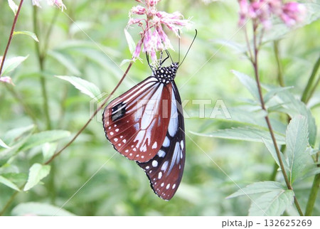 羽を広げてフジバカマに止まっているアサギマダラ 132625269