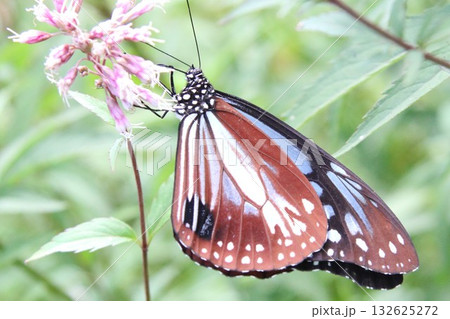 羽を広げてフジバカマに止まっているアサギマダラ 132625272