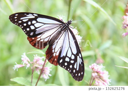 羽を広げてフジバカマに止まっているアサギマダラ 132625276