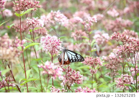 羽を広げてフジバカマに止まっているアサギマダラ 132625285