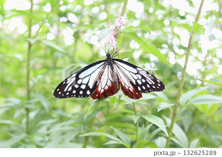 羽を広げてフジバカマに止まっているアサギマダラ 132625289