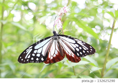 羽を広げてフジバカマに止まっているアサギマダラ 羽を広げてフジバカマに止まっているアサギマダラ 132625290
