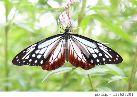 羽を広げてフジバカマに止まっているアサギマダラ 羽を広げてフジバカマに止まっているアサギマダラ 132625291