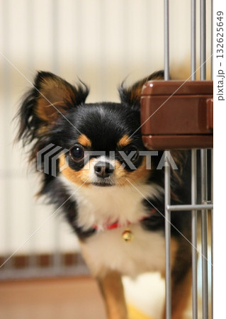 ドッグランのチワワ 132625649