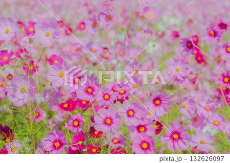 ふんわりと咲き誇るピンクのコスモス畑 132626097