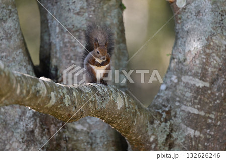エゾリス㊵（北海道） 132626246