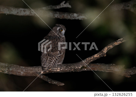 シマフクロウ⑦（北海道） 132626255