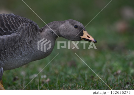 マガン幼鳥⑧(北海道) マガン幼鳥⑧(北海道) 132626273