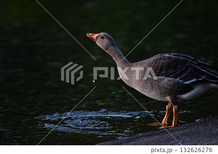 マガン幼鳥⑪(北海道) マガン幼鳥⑪(北海道) 132626276