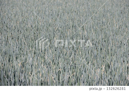 一面のネギ畑のネギ 132626281