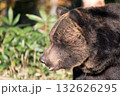 ヒグマの横顔 132626295