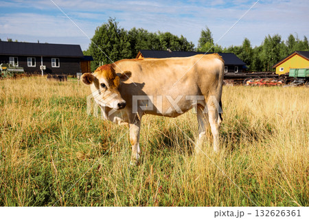 Brown cows graze on green meadow near forest on summer day, close-up.Dairy eco farm. Rural organic nature animals farm 132626361